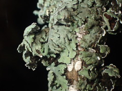 Heterodermia hypoleuca