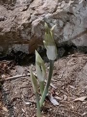 Pancratium maritimum