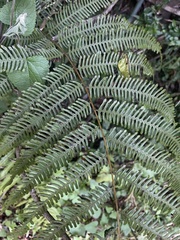 Pteris friesii