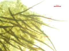 Scutellinia olivascens