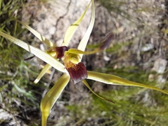 Caladenia leptochila