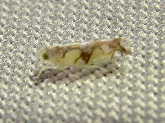 Protalebrella conica