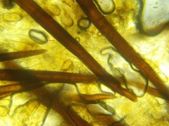 Scutellinia olivascens