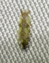 Protalebrella conica