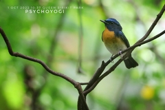 Cyornis glaucicomans