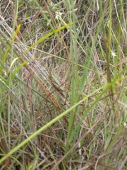 Agesander ruficornis