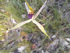 Caladenia leptochila