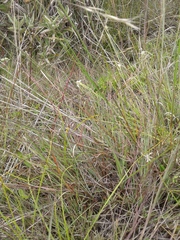 Agesander ruficornis