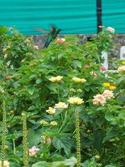 Chlorostilbon assimilis