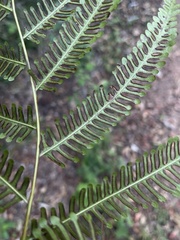 Pteris friesii