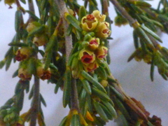 Erica axillaris
