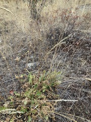 Geum triflorum