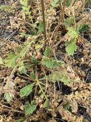 Geum triflorum