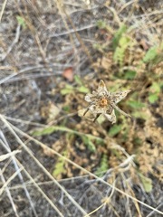 Geum triflorum