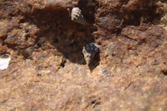 Nodilittorina pyramidalis