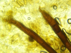 Scutellinia olivascens