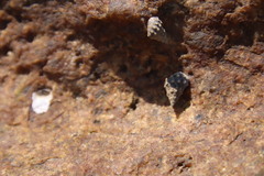 Nodilittorina pyramidalis