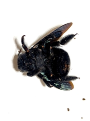 Xylocopa gualanensis