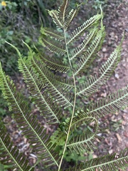 Pteris friesii