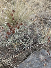 Eriogonum heracleoides