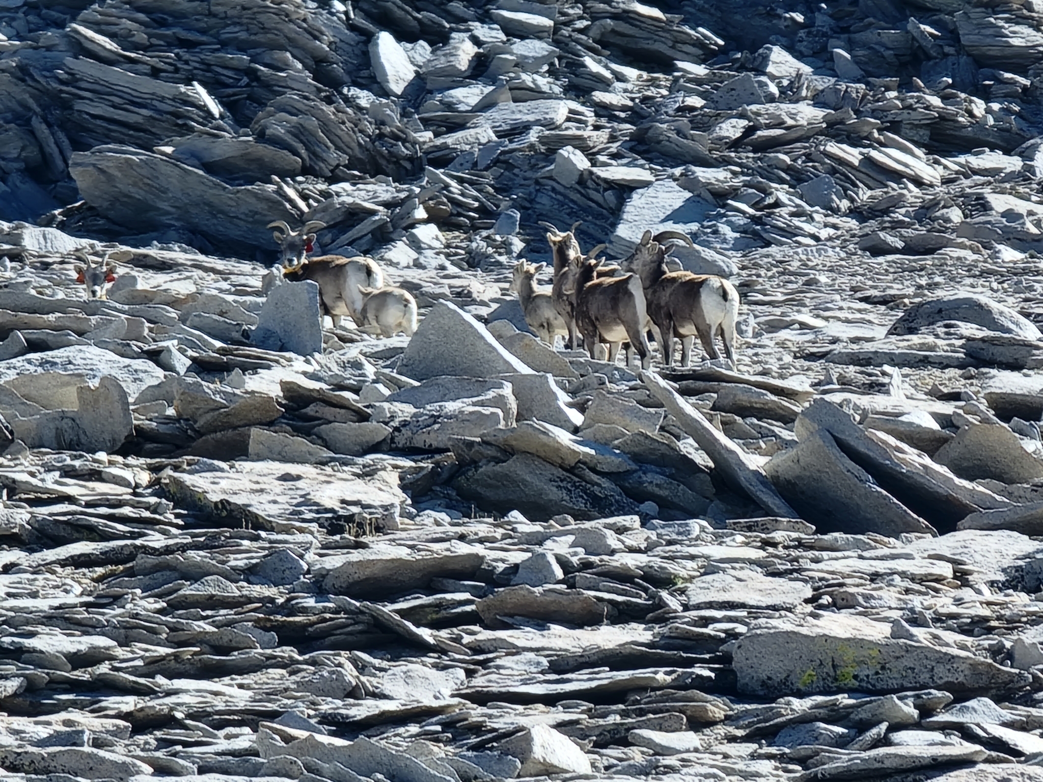 Sierra Nevada bighorn sheep