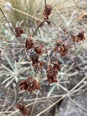 Eriogonum heracleoides