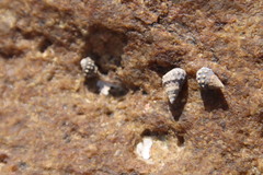 Nodilittorina pyramidalis