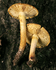 Pholiota subsulphurea