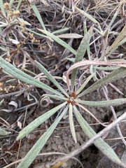 Eriogonum heracleoides
