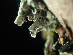 Heterodermia hypoleuca