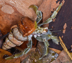 Coenobita compressus