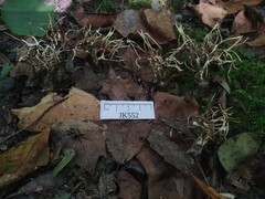 Tremellodendron cladonia