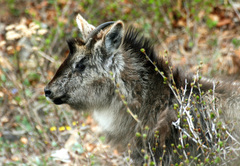 Naemorhedus caudatus