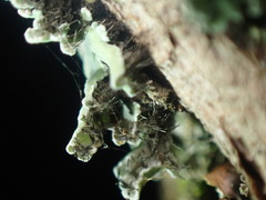 Heterodermia hypoleuca