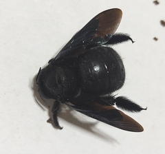 Xylocopa gualanensis