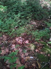 Tremellodendron cladonia