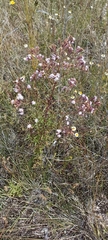 Stevia viscida