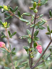 Boronia ledifolia