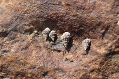 Nodilittorina pyramidalis