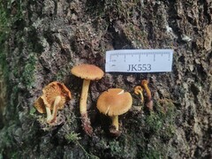 Pholiota subsulphurea