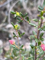 Boronia ledifolia