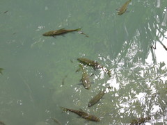 Neolissochilus stracheyi