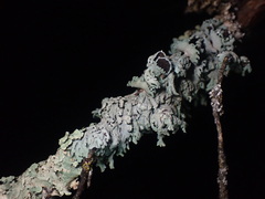 Heterodermia hypoleuca