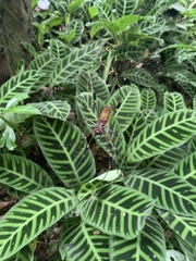 Trichonephila clavipes
