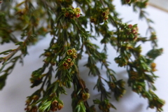 Erica axillaris