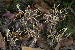 Tremellodendron cladonia