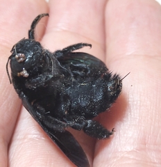 Xylocopa gualanensis