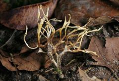 Tremellodendron cladonia
