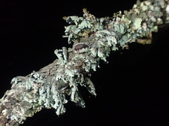 Heterodermia hypoleuca