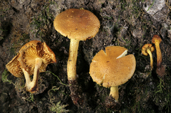 Pholiota subsulphurea
